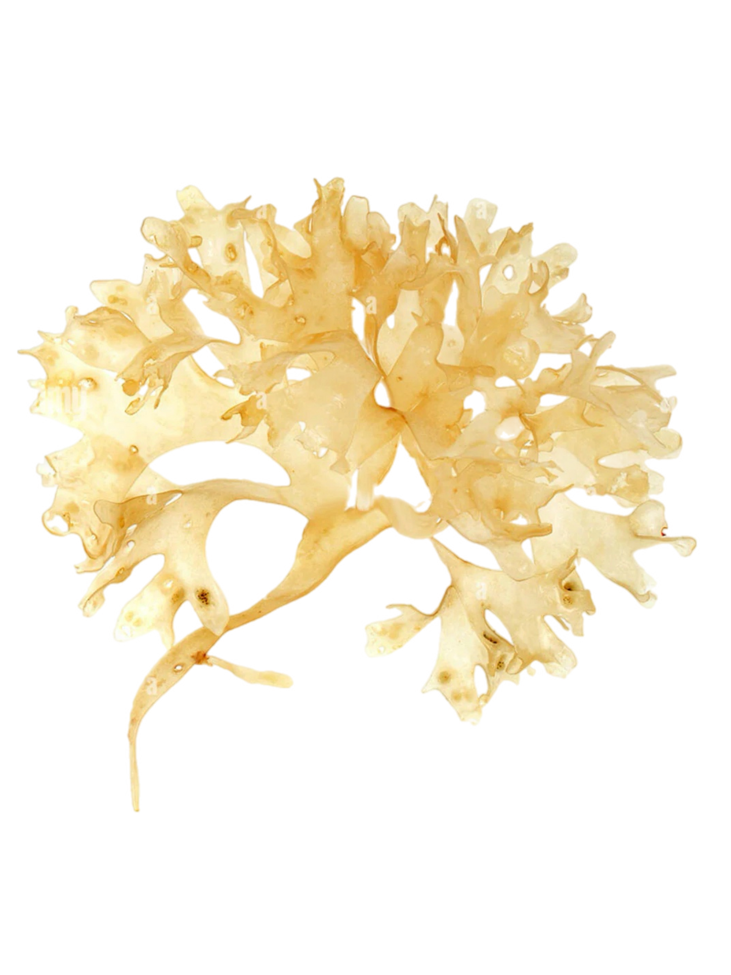 Sea Moss (Chondrus Crispus)