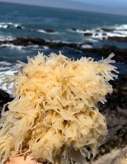 Sea Moss (Chondrus Crispus)
