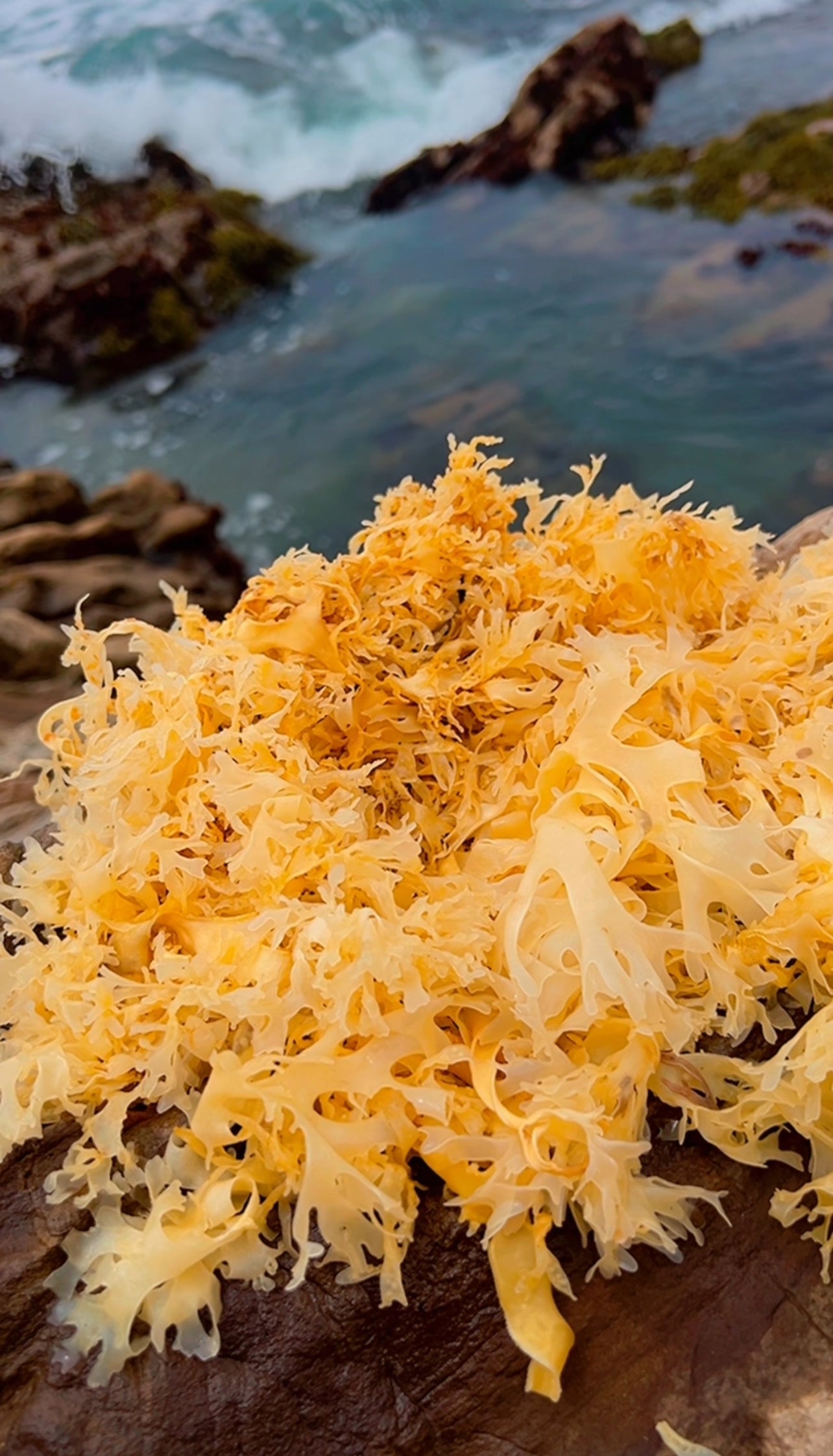 Sea Moss (Chondrus Crispus)